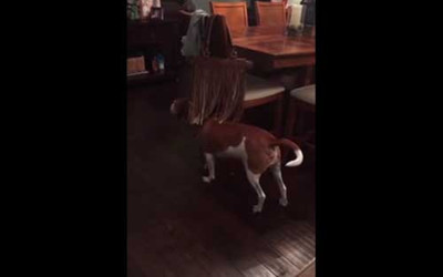 Saçaklı çantayı çok seven köpek