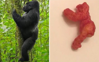 100.000 dolara satılan goril Harambe şeklindeki cips!