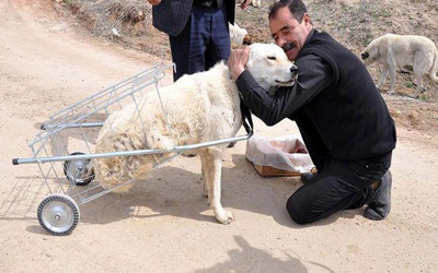 Yürüyemeyen köpeğe pazar arabasından yürüteç yaptı