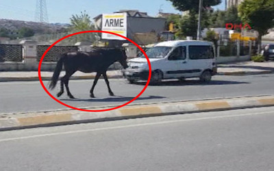 Caddeye inen başıboş at trafiği tehlikeye soktu