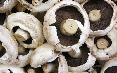 Hızlı kilo vermek isteyenler bu mantarı tüketebilir