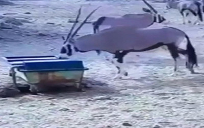 Su içmek isteyen geyiğe yılan böyle saldırdı