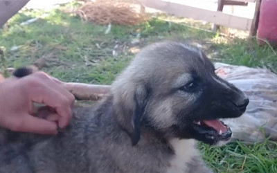 Yemek yerken rahatsız edilen kangal yavrusunun tepkisi