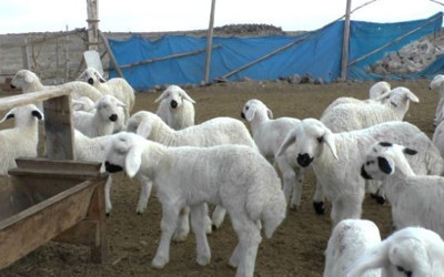 300 koyun başvurusu ön değerlendirme sonuçları açıklandı! 