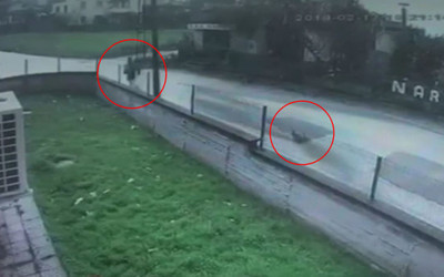 Çocuk kaçtı horoz kovaladı