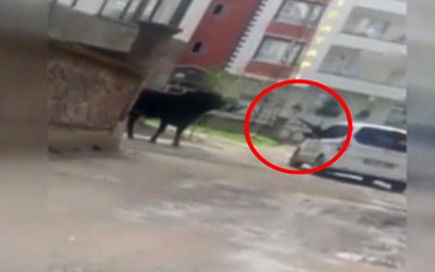 Korkunç an! Kaçan boğayı başından vurdu