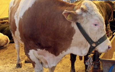 Kurbanlık fiyatları ne kadar oldu 2019 küçükbaş/büyükbaş fiyatı