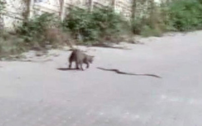 Kedinin yılanla kavgası kamerada