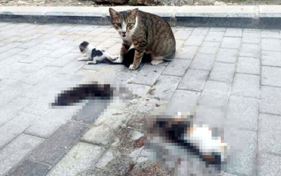 Otomobil 3 yavru kediyi ezdi anne görenlerin yüreğini burktu