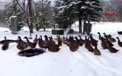 Ördekler dışarı çıktıklarına anında pişman oldular! 10 milyon kişi izledi