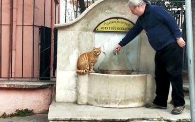 Bu kedi çeşmeden başka hiçbir yerden su içmiyor