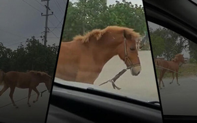 Bursa'da sürücülere zor onlar yaşatan başıboş at trafiği altüst etti