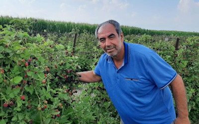 150 bin TL kâr! Osmaniye'de hobi olarak ektiği 'Boysenbery' kazanç sağladı
