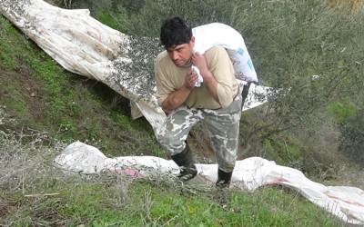 Kendi 39 kolları ise 12 yaşında! Aydınlı çiftçi tıp tarihine geçti