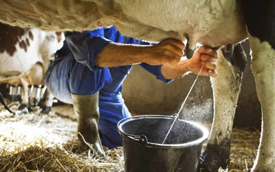 Süt inekleri kesiliyor et, kıyma, süt, peynir, kaşar en az yüzde 30 zamlanacak