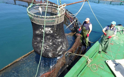 Ordu'da yetiştirilen Türk somonu, Rusya, Japonya ve AB ülkelerine ihraç ediliyor
