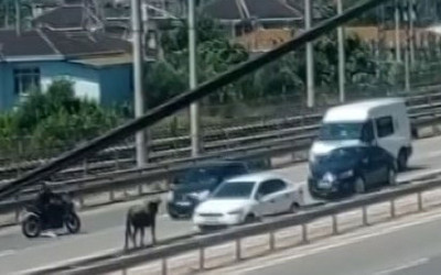 Sahibinin elinden kaçan dana D-100’ü birbirine kattı