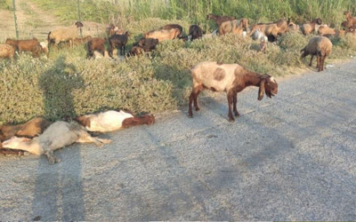 Bir anda yere yığıldılar! Arazide otlayan 48 hayvan telef oldu!