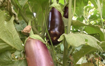 Tescilli Birecik patlıcanında hasat zamanı!