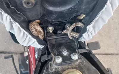 Aksaray'da motosikletin selesine yılan girdi! İtfaiye yardıma koştu!