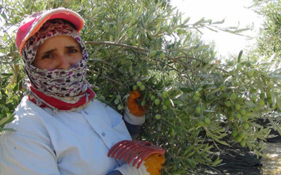Yılın ilk sofralık zeytin hasadı Mersin'de başladı
