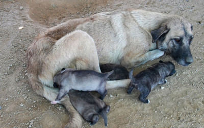 Mersin'de uçurumda mahsur kalan köpek ve 5 yavrusu kurtarıldı!