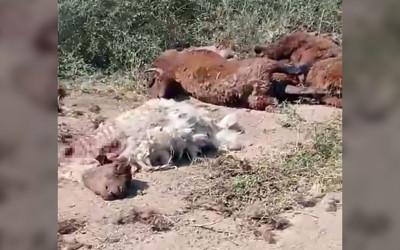 Iğdır’da yol kenarında küçükbaş hayvan ölüleri bulundu
