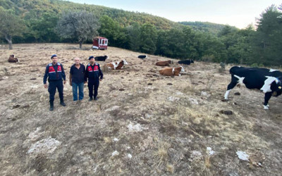 Eskişehir'de kaybolan büyükbaş hayvan sürüsü dronla bulundu