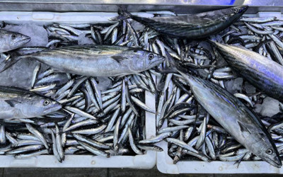 Balık tezgahlarında hafta sonu bereketi var! Palamut da ağa takıldı