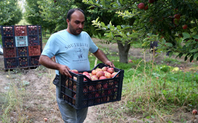 36 bin nüfuslu ilçeden 18 ülkeye elma ihracatı!
