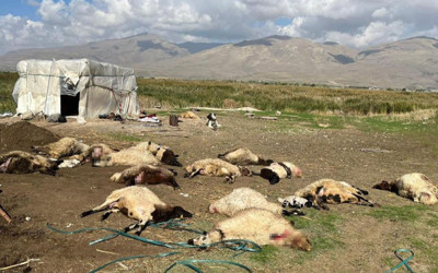 Van'da zehirlenen 40 küçükbaş hayvan telef oldu
