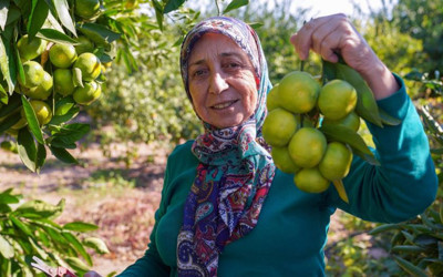 Satsuma mandalinasında hasat dönemi başladı