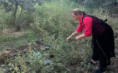 Kantaron bitkisi binbir derde deva oluyor