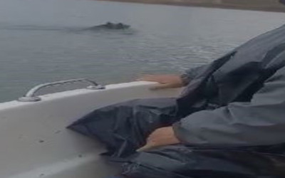 Baraj’da yüzen ayı balıkçılar tarafından görüntülendi