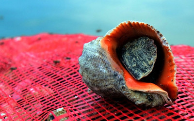 11 aylık deniz salyangozu ihracatı 20,5 milyon doları aştı!
