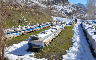 Şırnak'ta arılar kış uykusunda arıcılar nöbette