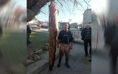 2 buçuk metrelik dev balık ağa takıldı!