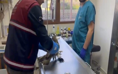 Pendik'te tedavi edilen yaralı atmaca doğaya dönecek