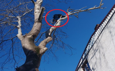 Hırsız maymun gibi çıktığı ağaçta polise el salladı
