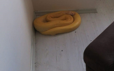 Antalya'da bir evde albino piton bulundu