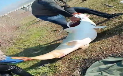 Adıyaman’da 70 kilogram ağırlığında turna balığı yakalandı