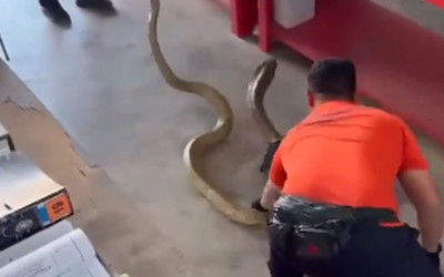 Kobra yılanını böyle yakaladı herkesin yüreği ağza geldi