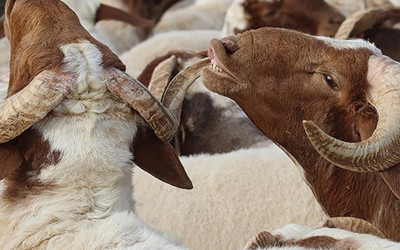 Kurban kesecekler dikkat! İşte 10 soruda kurban ibadetiyle ilgili doğru bilinen yanlışlar