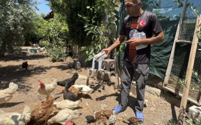 Sokak köpekleri 50 tavuk ve horozu telef etti