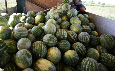 Tokat'ta bir üretici vatandaşlara tır dolusu karpuz dağıttı
