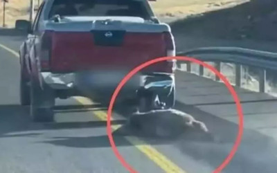 Öldürdüğü domuzu aracının arkasına bağlayıp sürükledi