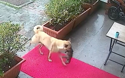 İstanbul'da sahipsiz köpek ölmek üzere olan yavrusunu veterinere getirdi