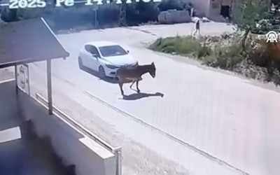 Eşeğe kasıtlı olarak çarpıp hayvana zulmetti! Kameradan kimliği belirlendi ve...