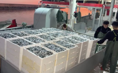 Doğu Karadeniz'de hamsi bolluğu! İri hamsiler vatandaşın yüzünü güldürdü