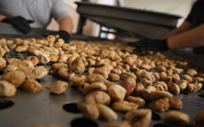 Kuru incirde 90 bin tonun üzerinde rekolte bekleniyor